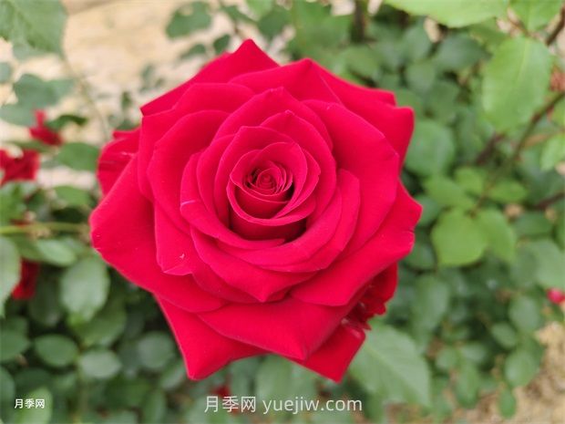 莎薩九零月季的優(yōu)缺點(diǎn)是什么？(圖1)