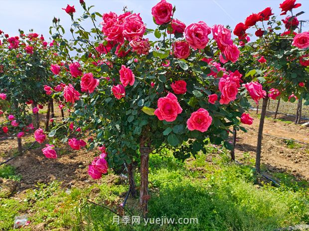 種植樹(shù)狀月季，做好這五步就能一樹(shù)繁花，香氣襲人(圖1)