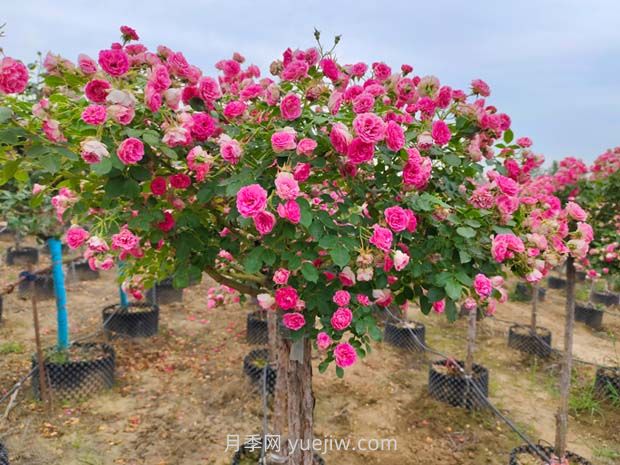 南陽(yáng)樹(shù)狀月季開(kāi)花少的原因有哪些？(圖2)
