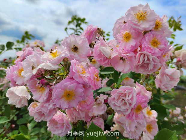 月季的文化世界，園林綠化的多彩花海(圖3)