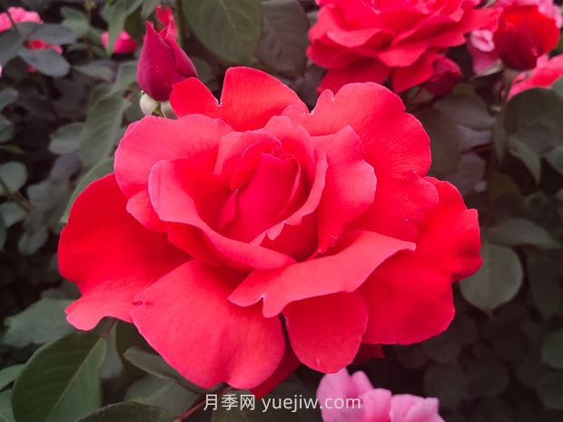 月季的文化世界，園林綠化的多彩花海(圖1)