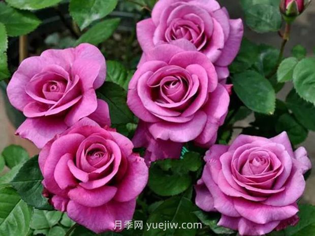冥王星月季的優(yōu)缺點(diǎn)是什么？(圖1)