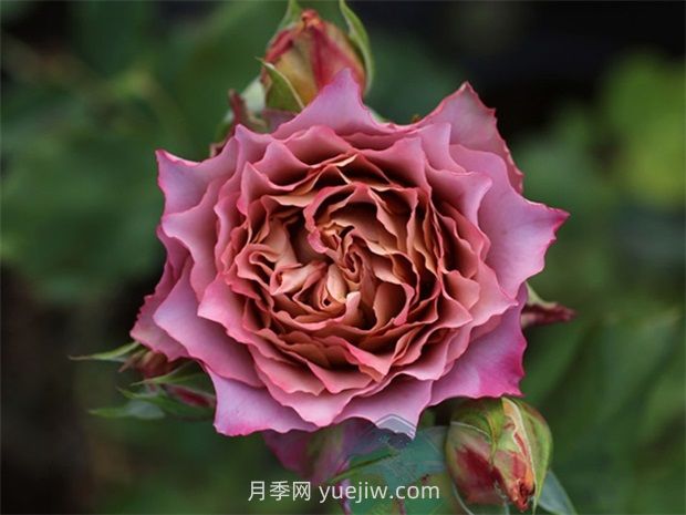 英倫節拍月季的優(yōu)缺點(diǎn)是什么？(圖1)