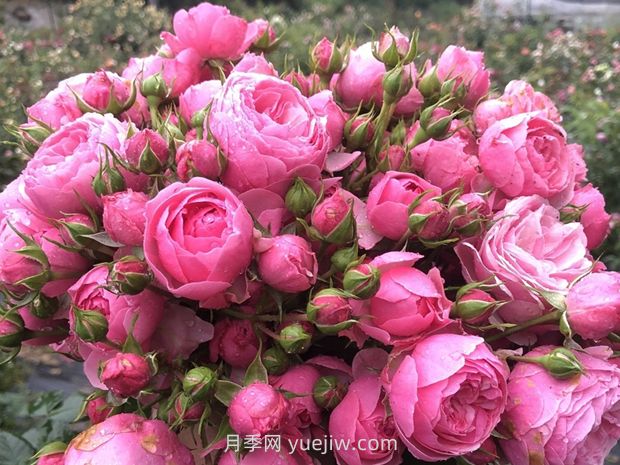 艾拉絨球月季的優(yōu)缺點(diǎn)是什么？(圖1)