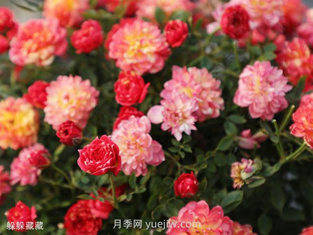 躲躲藏藏月季的優(yōu)缺點(diǎn)是什么？(圖1)