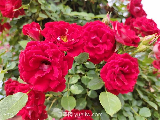 夏令營(yíng)月季的優(yōu)缺點(diǎn)是什么？(圖1)
