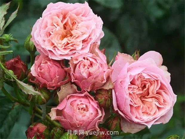 世霸月季的優(yōu)缺點(diǎn)是什么？(圖1)