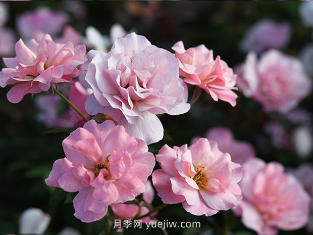 春朝月季的優(yōu)缺點(diǎn)是什么？(圖1)