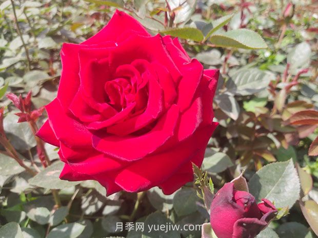 卡羅拉月季的優(yōu)缺點(diǎn)是什么？(圖1)