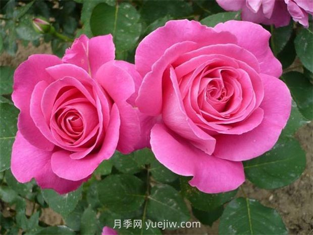 用懶人花盆養花的優(yōu)缺點(diǎn)有哪些？(圖1)