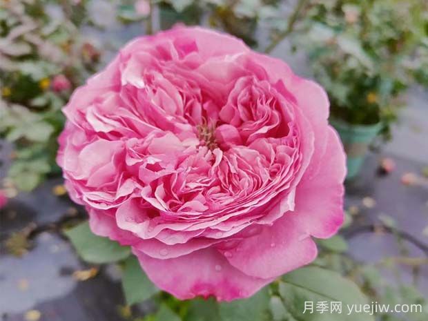 凱麗月季的優(yōu)缺點(diǎn)是什么？(圖1)