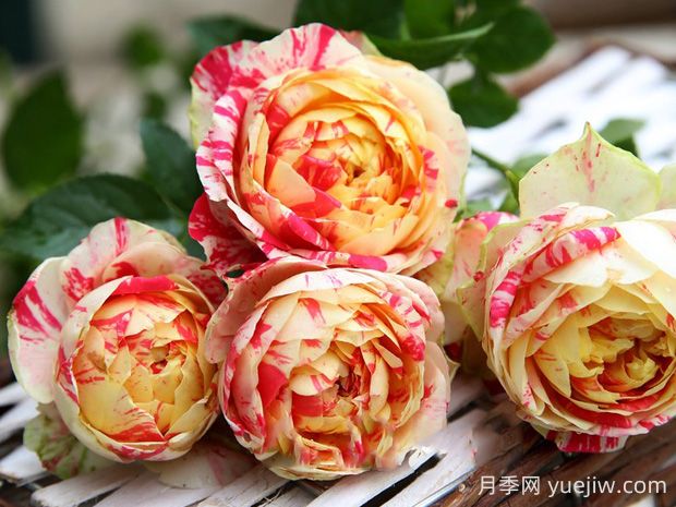 狂歡派對月季的優(yōu)缺點(diǎn)是什么？(圖1)