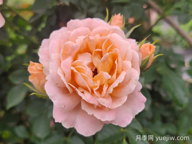 甜夢(mèng)月季的優(yōu)缺點(diǎn)是什么？(圖1)
