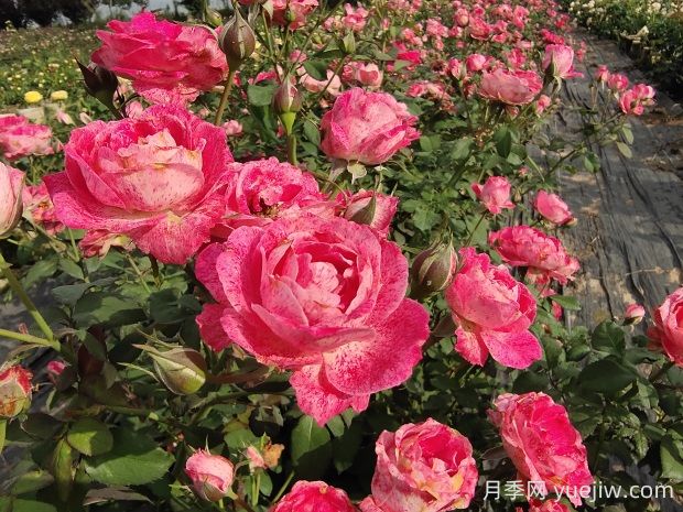 雪花肥牛月季有哪些優(yōu)缺點(diǎn)？(圖1)
