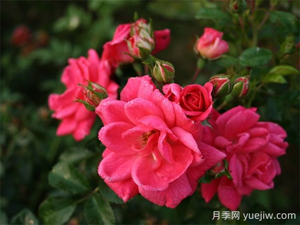 寒地玫瑰月季的優(yōu)缺點(diǎn)是什么？(圖1)