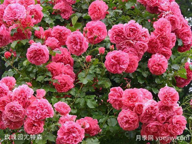 玫瑰園尤特森月季的優(yōu)缺點(diǎn)是什么？(圖1)