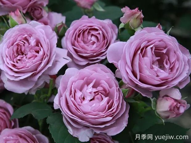 藍色風(fēng)暴月季的優(yōu)缺點(diǎn)是什么？(圖1)
