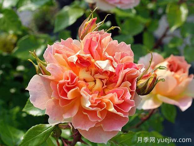南瓜燈籠月季的優(yōu)缺點(diǎn)有哪些？顏色迷人(圖1)