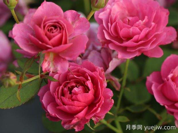 葵月季的優(yōu)缺點(diǎn)是什么？(圖1)