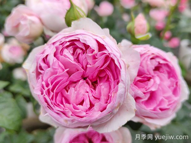 我的心月季的優(yōu)缺點(diǎn)是什么？(圖1)