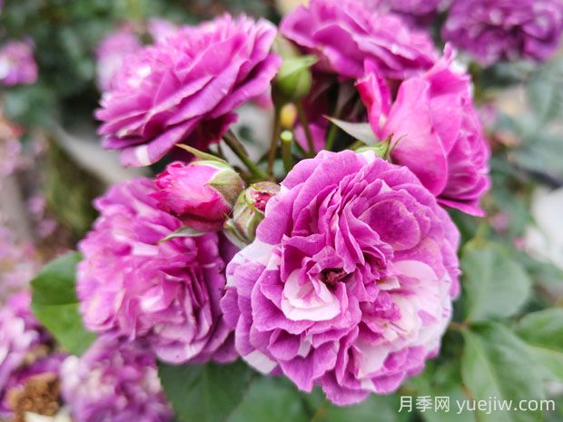 芬芳寶石月季的優(yōu)缺點(diǎn)是什么？(圖1)