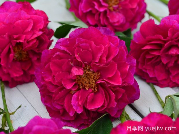 暮光之城月季優(yōu)缺點(diǎn)分析，獨具魅力的紫紅色(圖1)