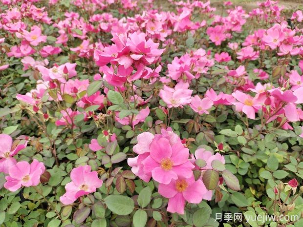 杏花村月季的優(yōu)缺點(diǎn)是什么？(圖1)
