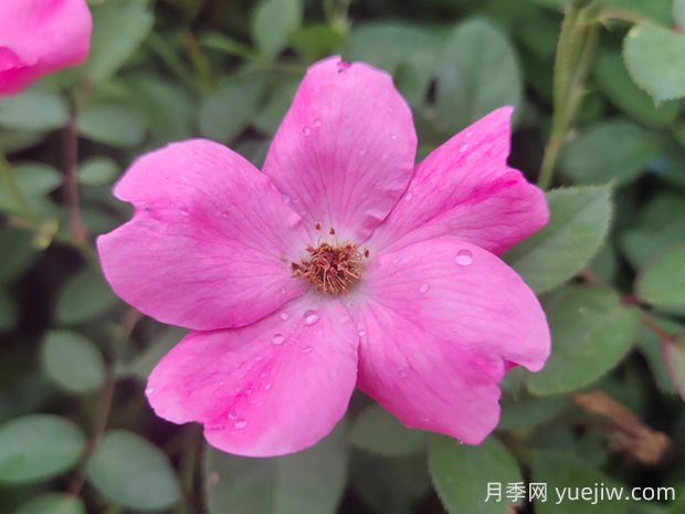 杏花村月季的優(yōu)缺點(diǎn)是什么？(圖2)