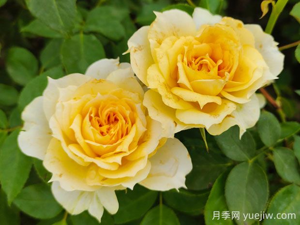 陽(yáng)光古董月季的優(yōu)缺點(diǎn)是什么？(圖1)
