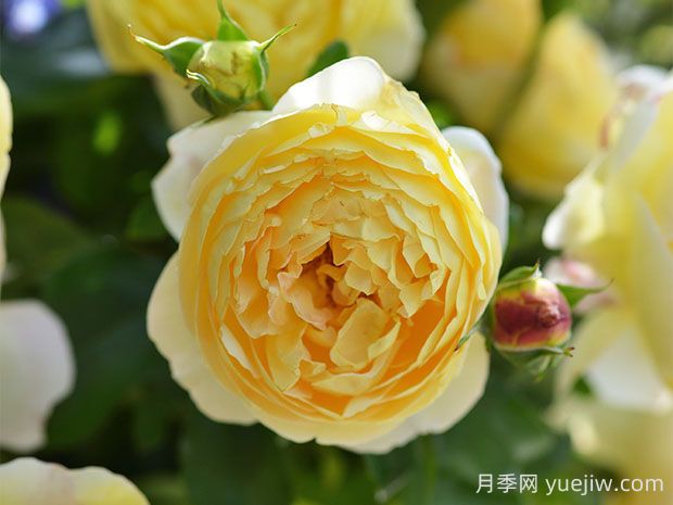 黃金城堡月季的優(yōu)缺點(diǎn)是什么？(圖1)