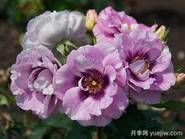 你的眼睛月季的優(yōu)缺點(diǎn)是什么？(圖1)