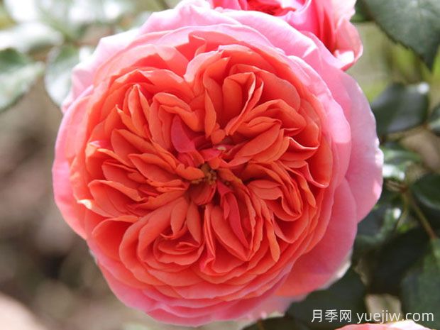音樂(lè )廳月季的優(yōu)缺點(diǎn)是什么？(圖1)