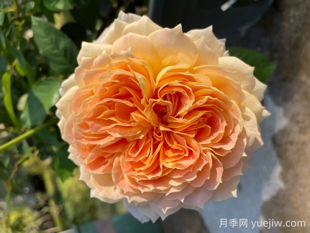 焦糖古董月季的優(yōu)缺點(diǎn)是什么？(圖1)