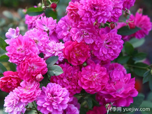 甜蜜馬車(chē)月季的優(yōu)缺點(diǎn)是什么？(圖1)