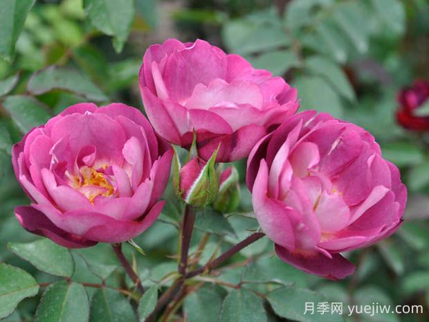 朦朧月光月季的優(yōu)缺點(diǎn)是什么？(圖1)