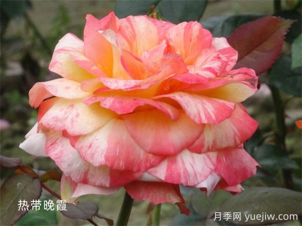 熱帶晚霞月季的優(yōu)缺點(diǎn)是什么？(圖1)