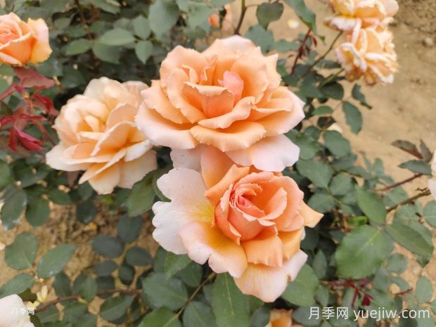 杰斯塔喬伊月季的優(yōu)缺點(diǎn)是什么？(圖1)