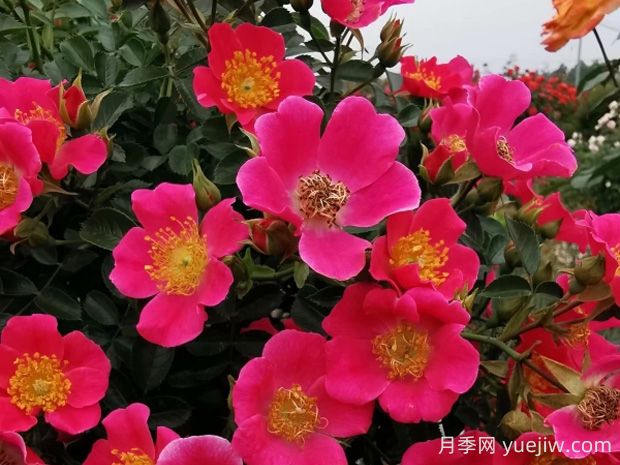 哈德?？≡录镜膬?yōu)缺點(diǎn)是什么？(圖1)