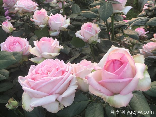 樂(lè )天派月季優(yōu)缺點(diǎn)有哪些？(圖1)