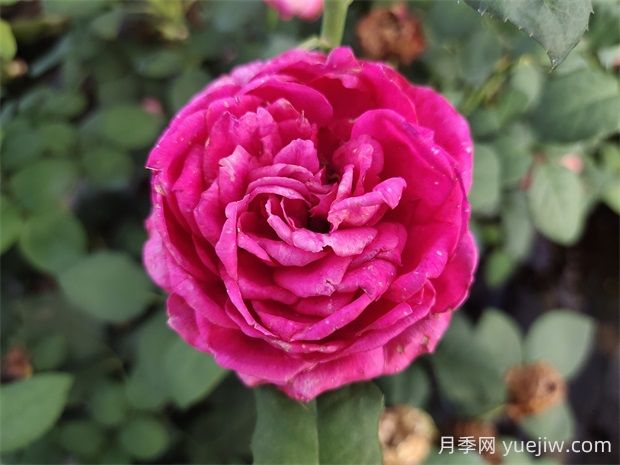 雙人芭蕾月季的優(yōu)缺點(diǎn)是什么？(圖1)