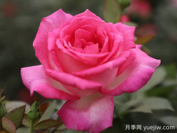 甜蜜的夢(mèng)月季的優(yōu)缺點(diǎn)是什么？(圖1)