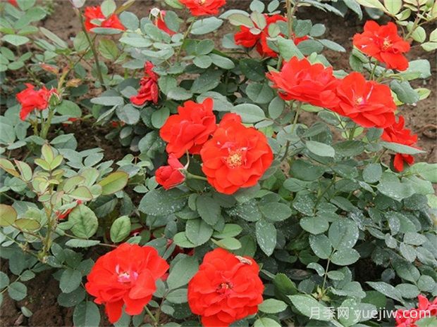 橘紅潮月季的優(yōu)缺點(diǎn)是什么？(圖1)