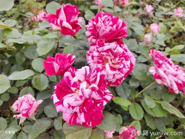 節日禮花月季的優(yōu)點(diǎn)有哪些？(圖1)
