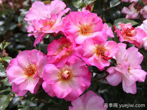 碧璽電氣石月季的優(yōu)缺點(diǎn)是什么？(圖1)