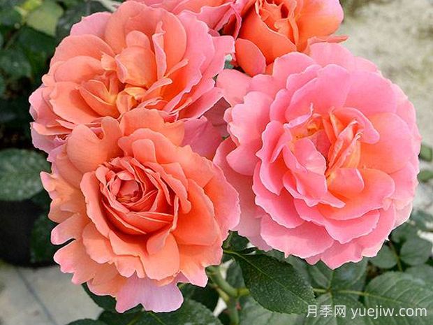 茜月季的優(yōu)缺點(diǎn)是什么？(圖1)