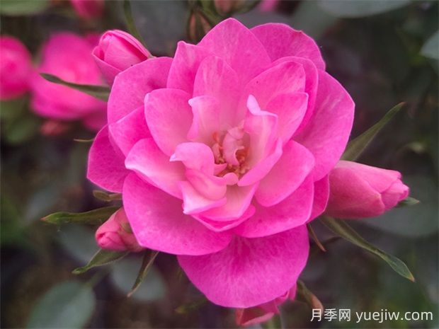 天荷繁星月季的優(yōu)缺點(diǎn)是什么？(圖1)