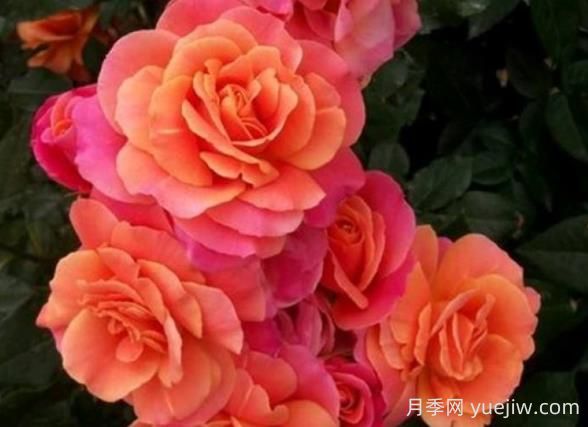 迪士尼樂(lè )園月季的優(yōu)缺點(diǎn)是什么？(圖1)