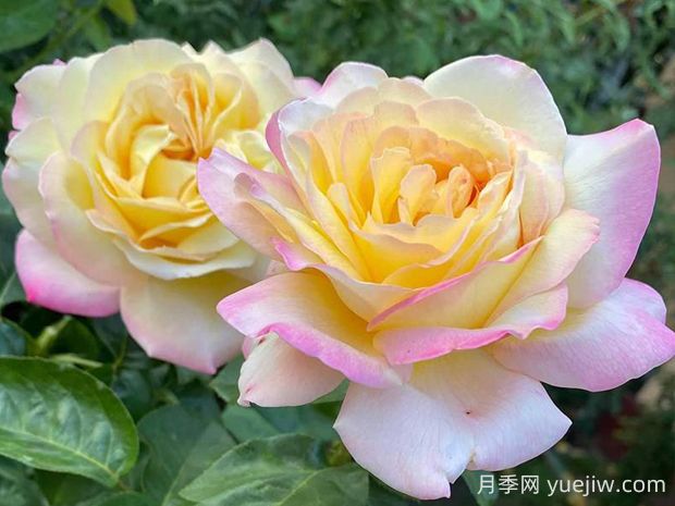 黃和平月季的優(yōu)缺點(diǎn)是什么？(圖1)