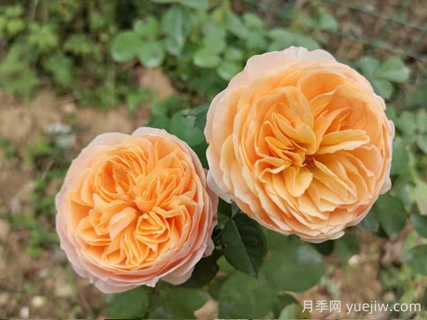 對比真宙月季和朱麗葉月季的優(yōu)缺點(diǎn)是什么？(圖2)