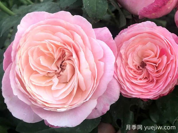 環(huán)美空月季的優(yōu)缺點(diǎn)是什么？(圖1)